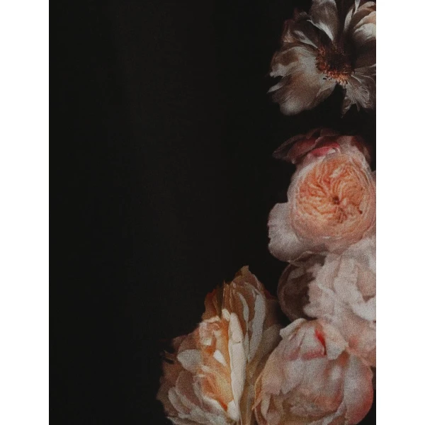 available now at Coveti.
