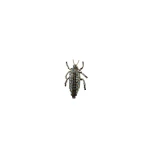 Dice Kayek Big Beetle Brooch in Multicolour | Brooches & Pins | Coveti